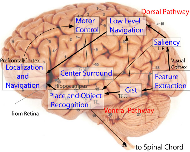 human brain diagram. Model of Human Vision with